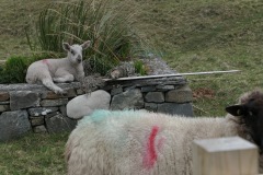 lamb-sheep